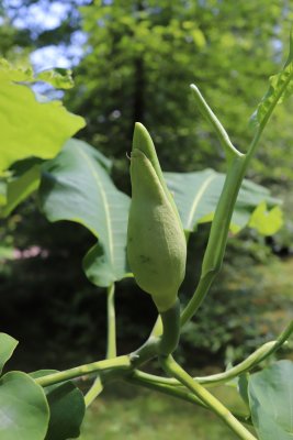 Magnolia hybr. 'Ashei' - hybrid šácholanu velkolistého - pupen květu
